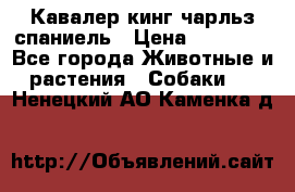 Кавалер кинг чарльз спаниель › Цена ­ 50 000 - Все города Животные и растения » Собаки   . Ненецкий АО,Каменка д.